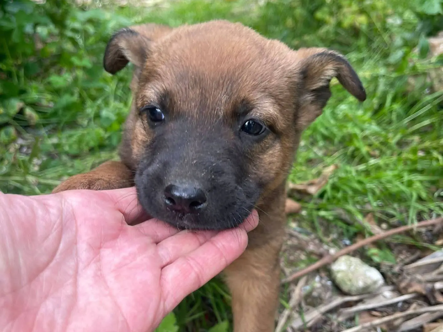 Adotta il cane Bettina a Frosinone