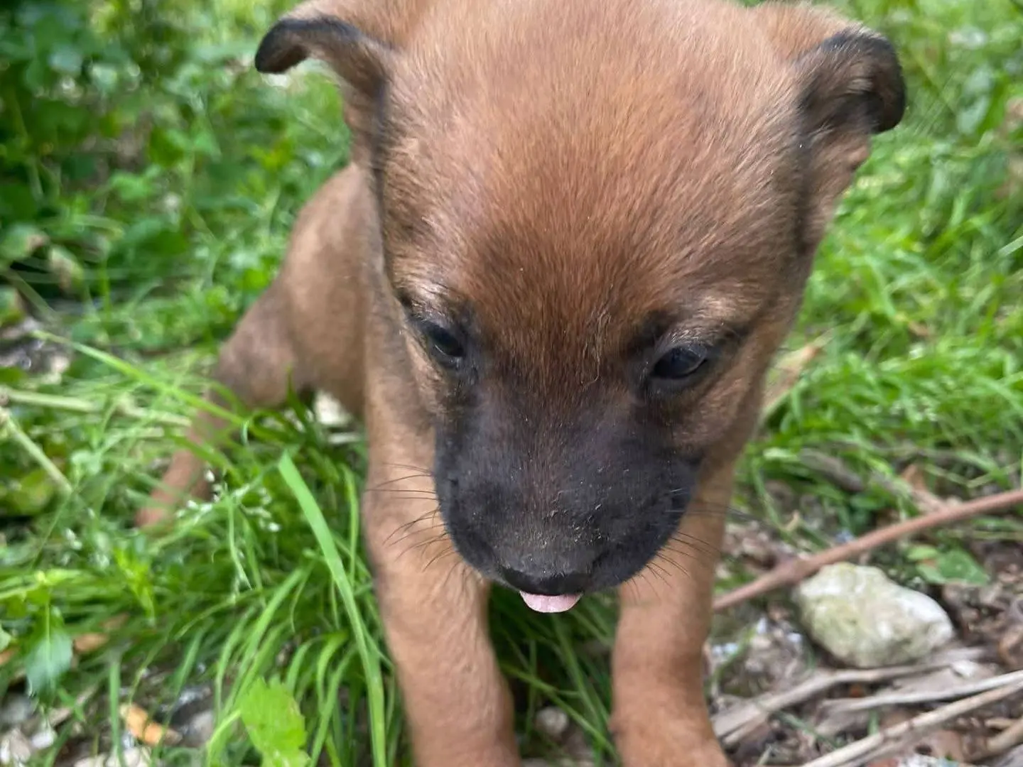 Vuoi adottare un cane a Frosinone?