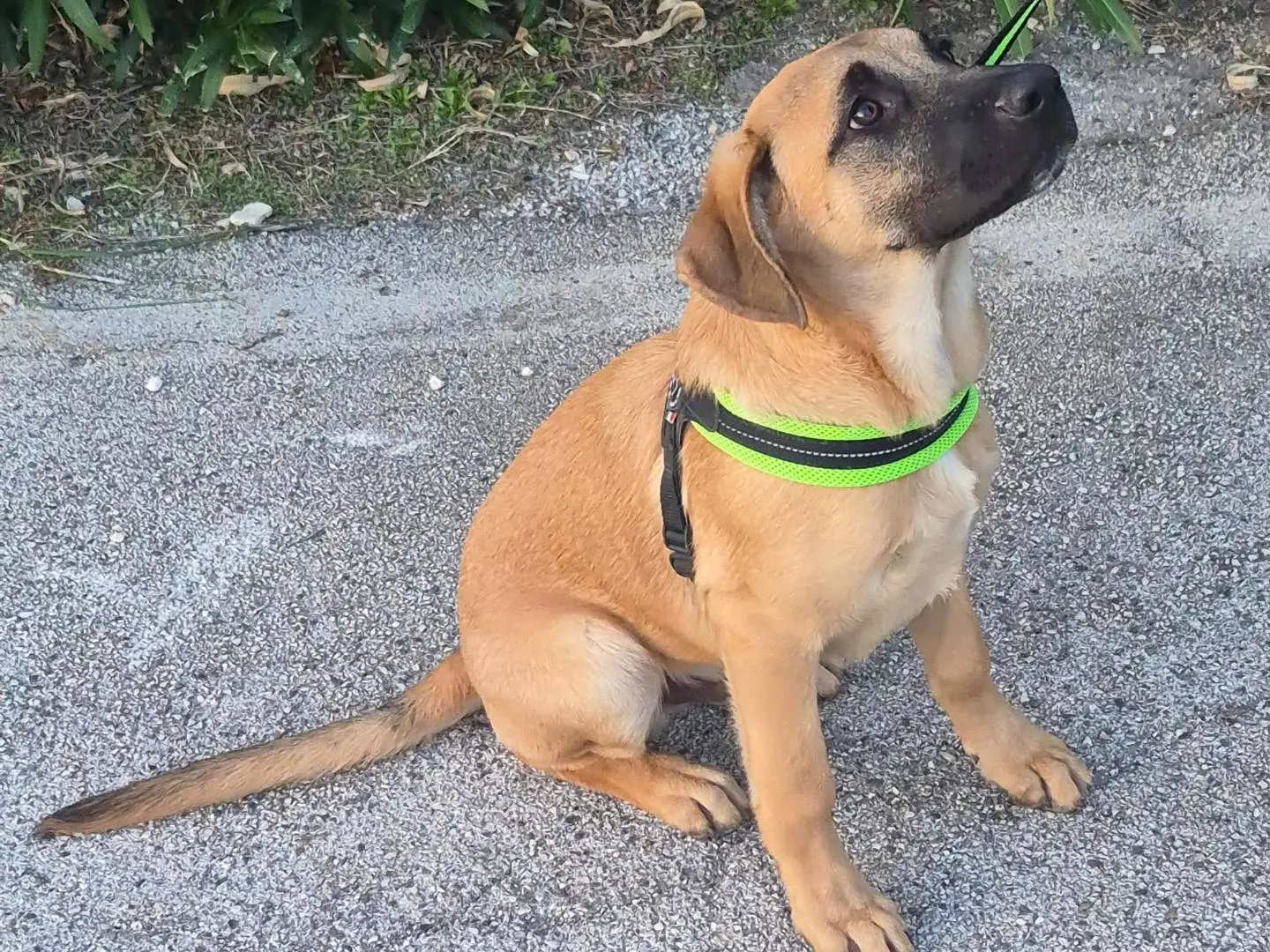 Adotta un cane, maschio, 4 mesi, Modena