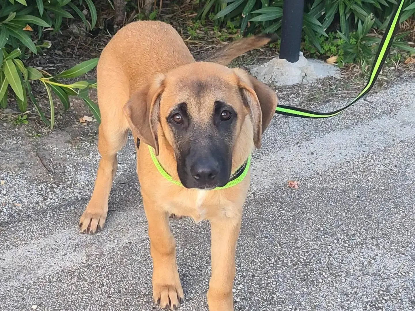 Adozione cane, maschio, Pastore tedesco Corso, 4 mesi, taglia grande, Modena