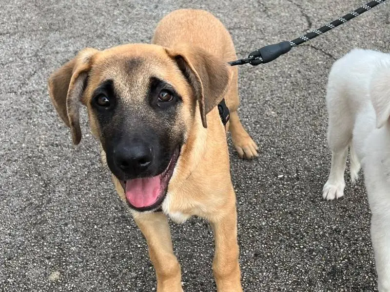 Vuoi adottare un cane a Modena?