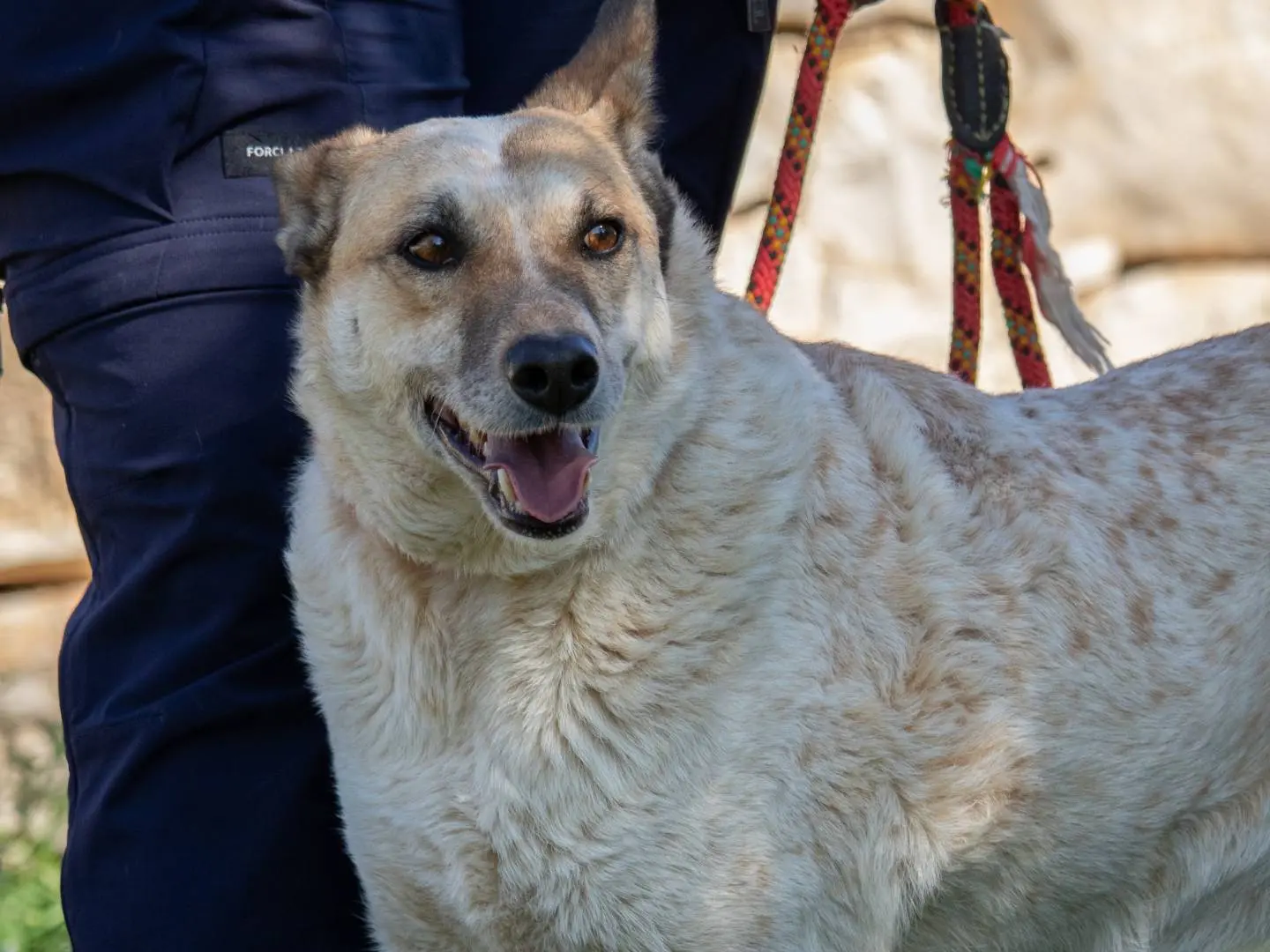 Adotta un cane, taglia media, femmina, Bari