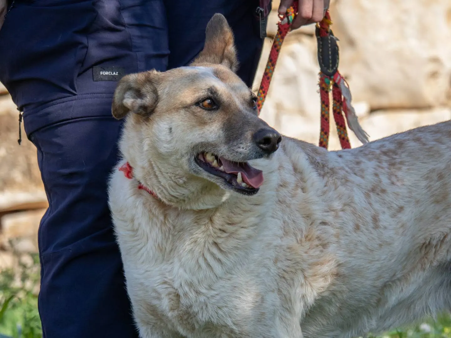 Adotta il cane Pesca a Bari