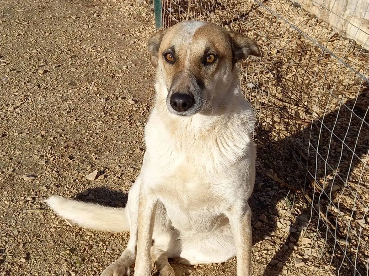 Adozione cane, femmina, Razza sconosciuta Razza sconosciuta, 8 anni e 5 mesi, taglia media, Bari
