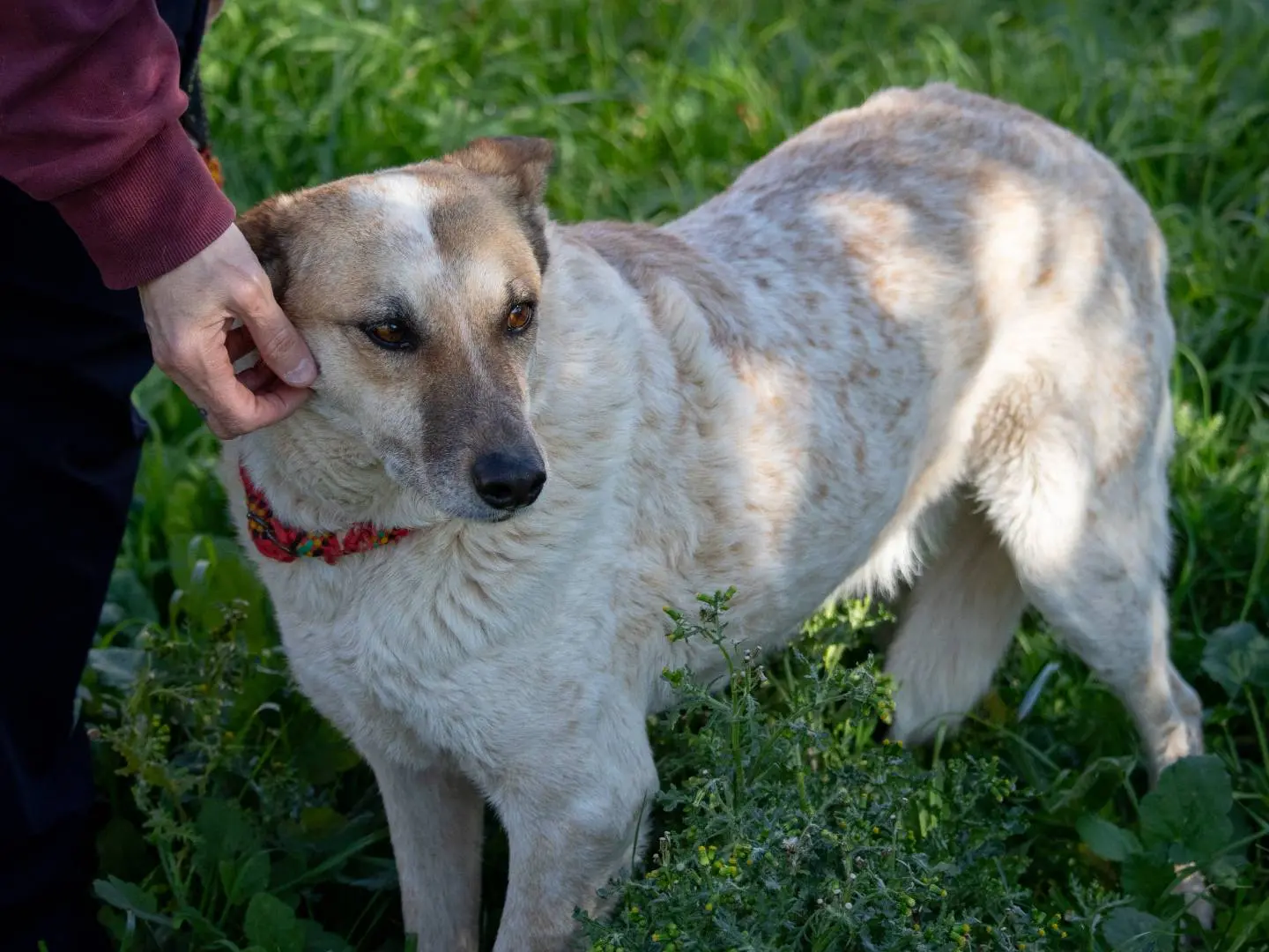 Adotta un cane, femmina, 8 anni e 5 mesi, Bari
