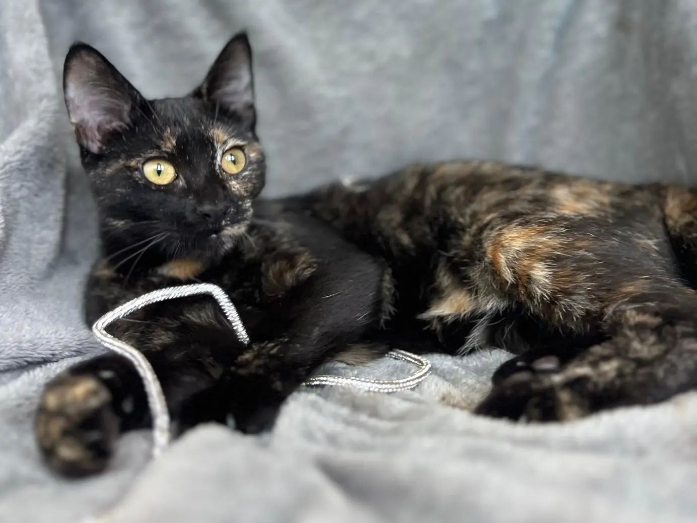 Adotta un gatto, femmina, 1 anno e 4 mesi, Bari