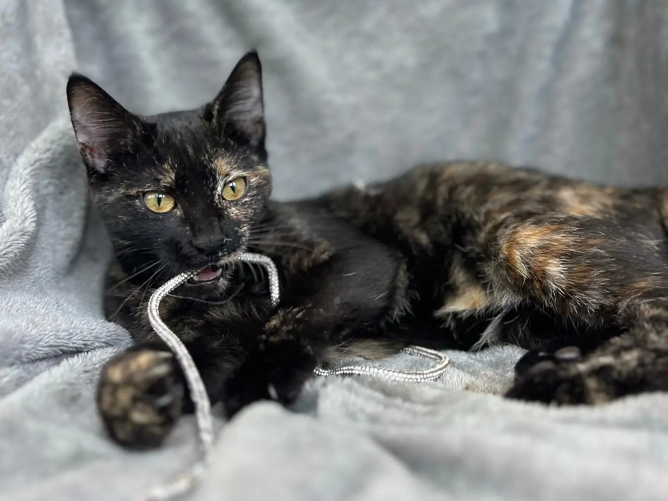 Adozione gatto, femmina, Razza sconosciuta Razza sconosciuta, 1 anno e 4 mesi, taglia non valida, Bari