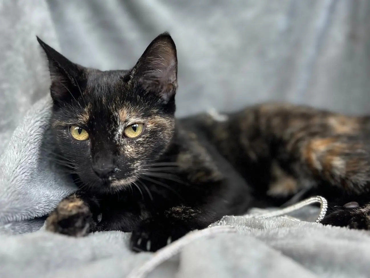 Adotta il gatto Margot a Bari