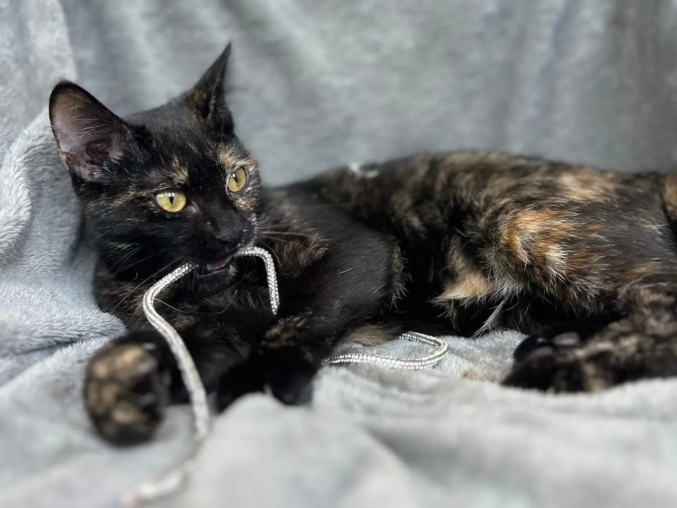 Adotta un gatto, taglia non valida, femmina, Bari