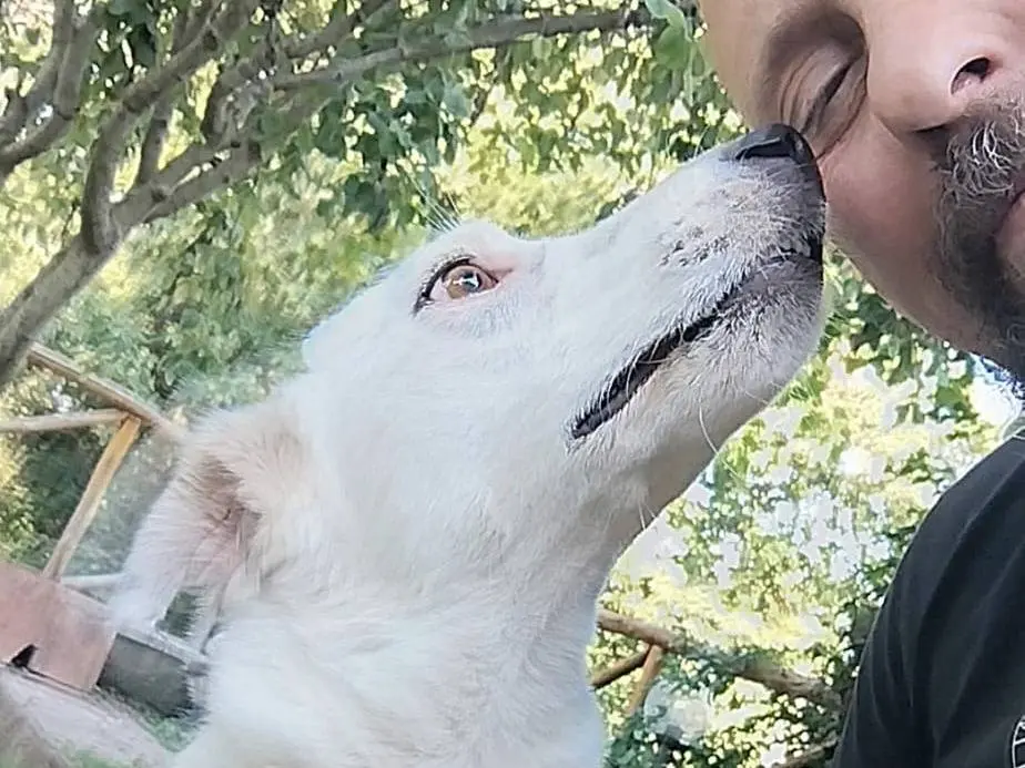 Adotta un cane, femmina, 3 anni e 3 mesi, Pistoia