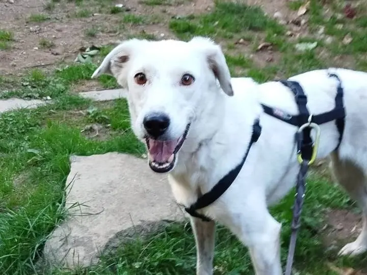 Adotta un cane, taglia media contenuta, femmina, Pistoia