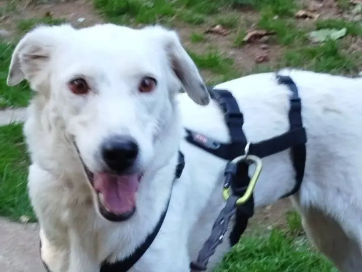 Vuoi adottare un cane a Pistoia?