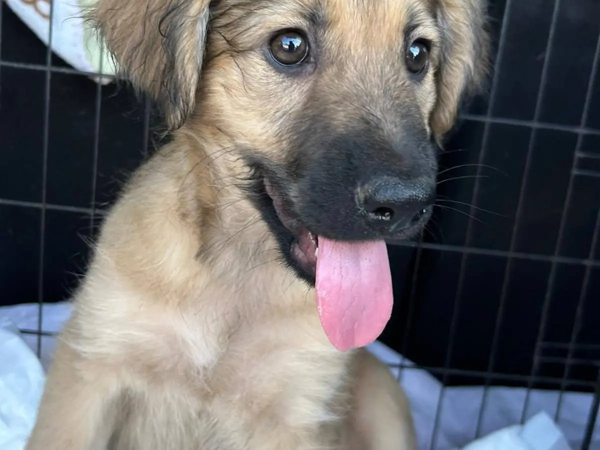 Adozione cane, maschio, Razza sconosciuta Razza sconosciuta, 7 mesi, taglia media, Catanzaro