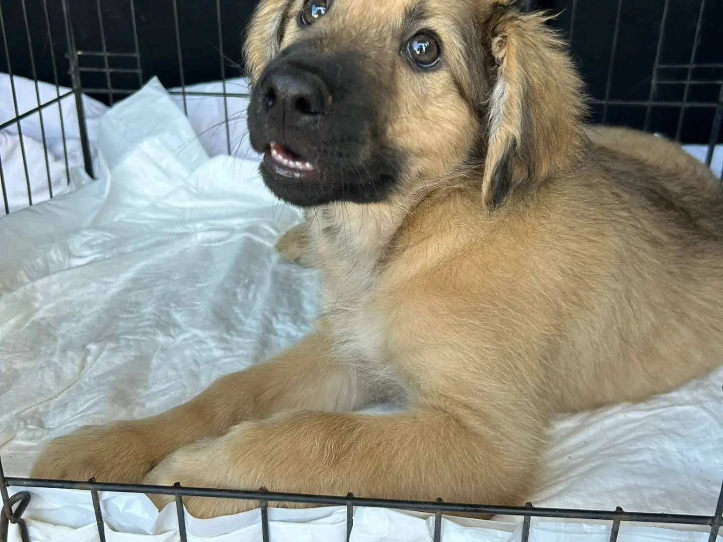 Adotta un cane, maschio, 7 mesi, Catanzaro