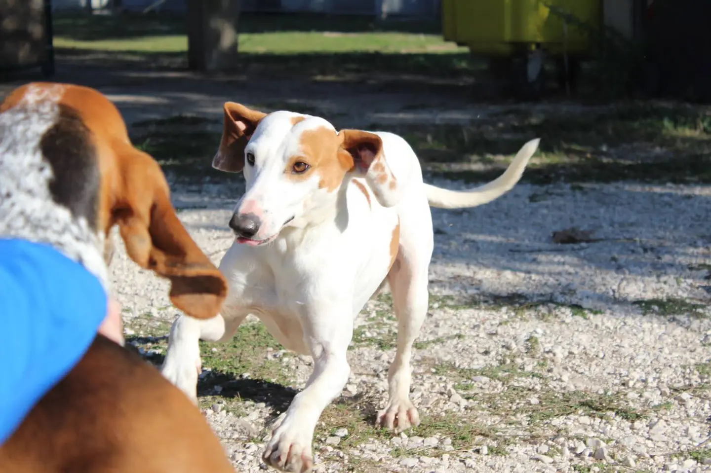 Adotta il cane HUNTER a Viterbo