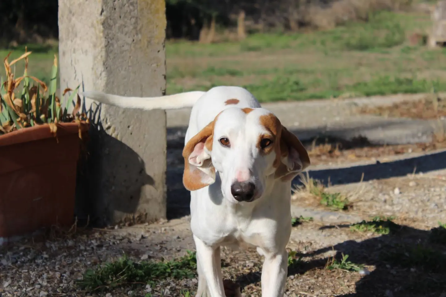 Adozione cane, maschio, Segugio, 8 anni e 1 mese, taglia media, Viterbo