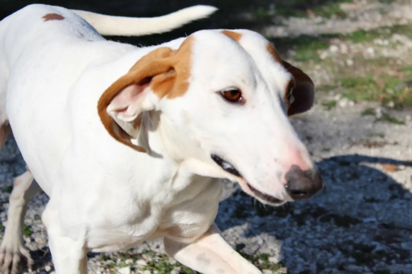 Adotta un cane, maschio, 8 anni e 1 mese, Viterbo