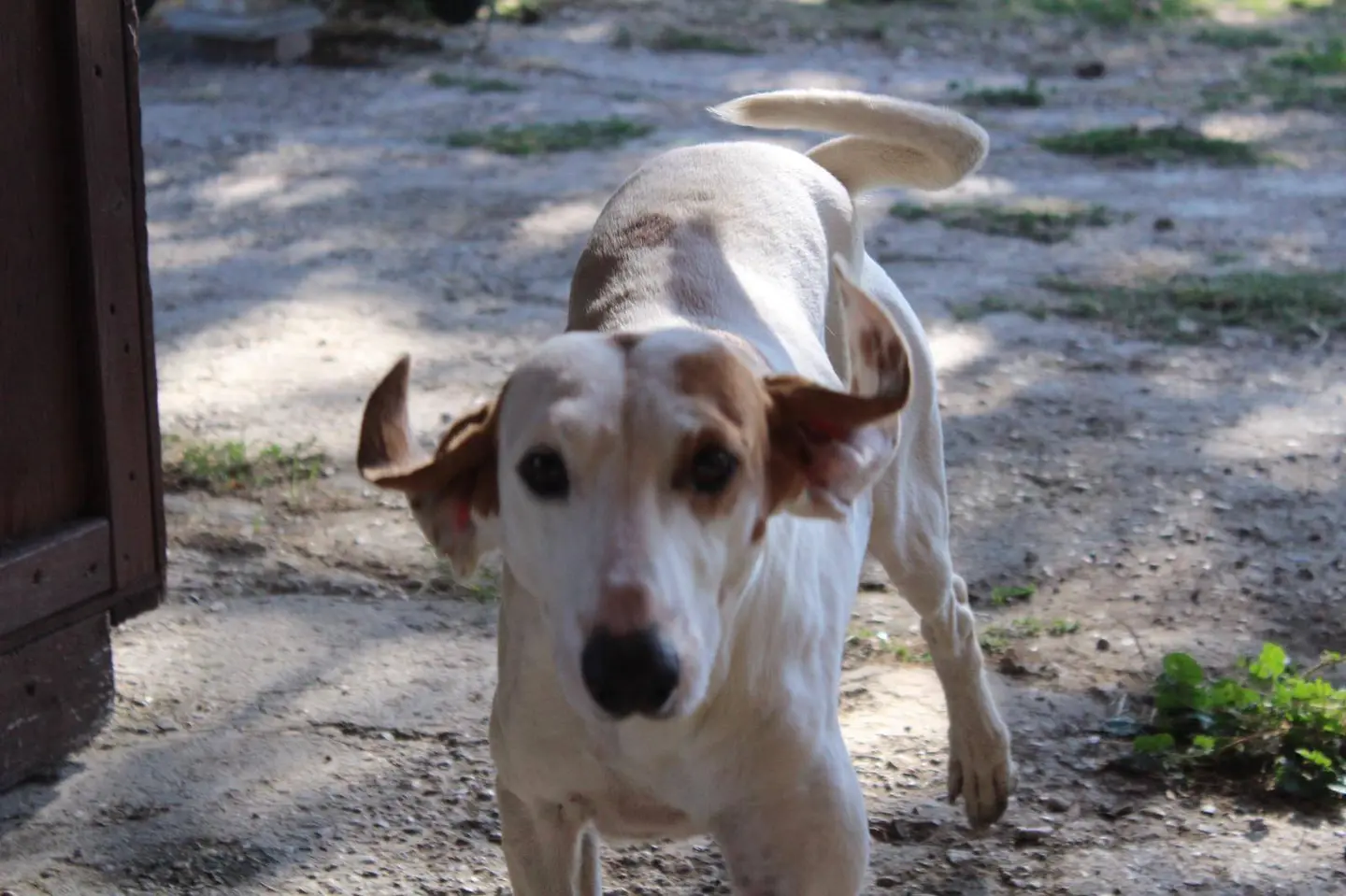 Adotta un cane, taglia media, maschio, Viterbo
