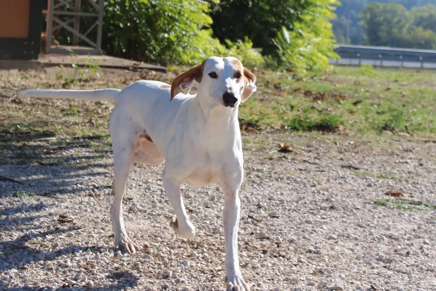 Vuoi adottare un cane a Viterbo?