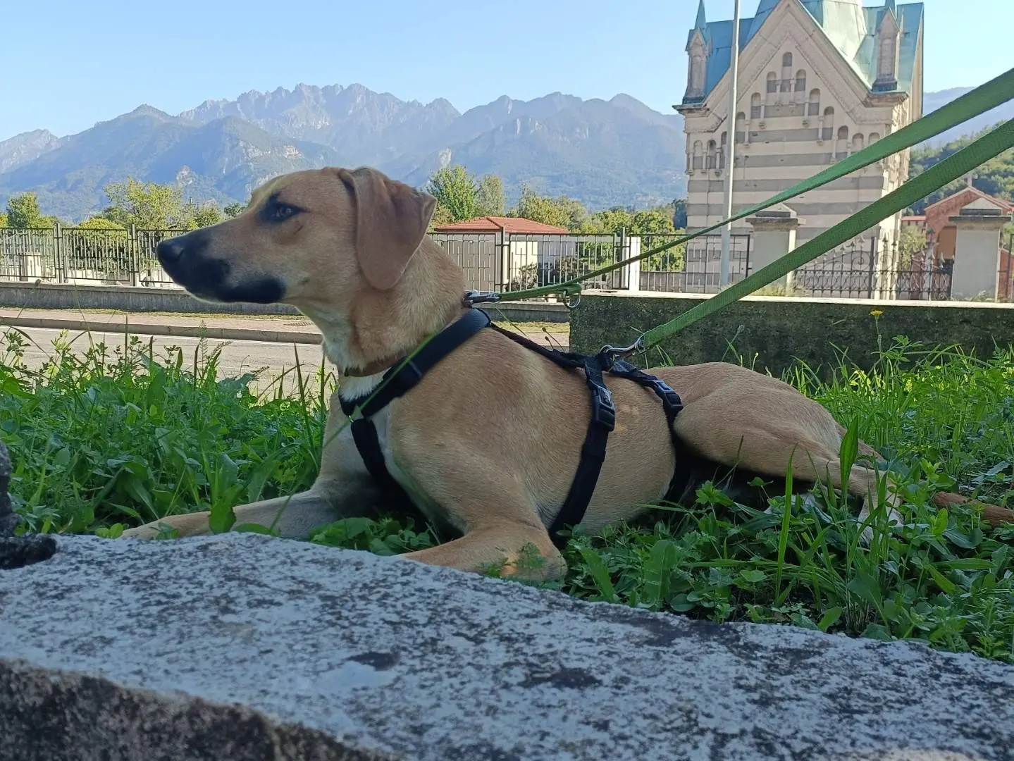Vuoi adottare un cane a Lecco?