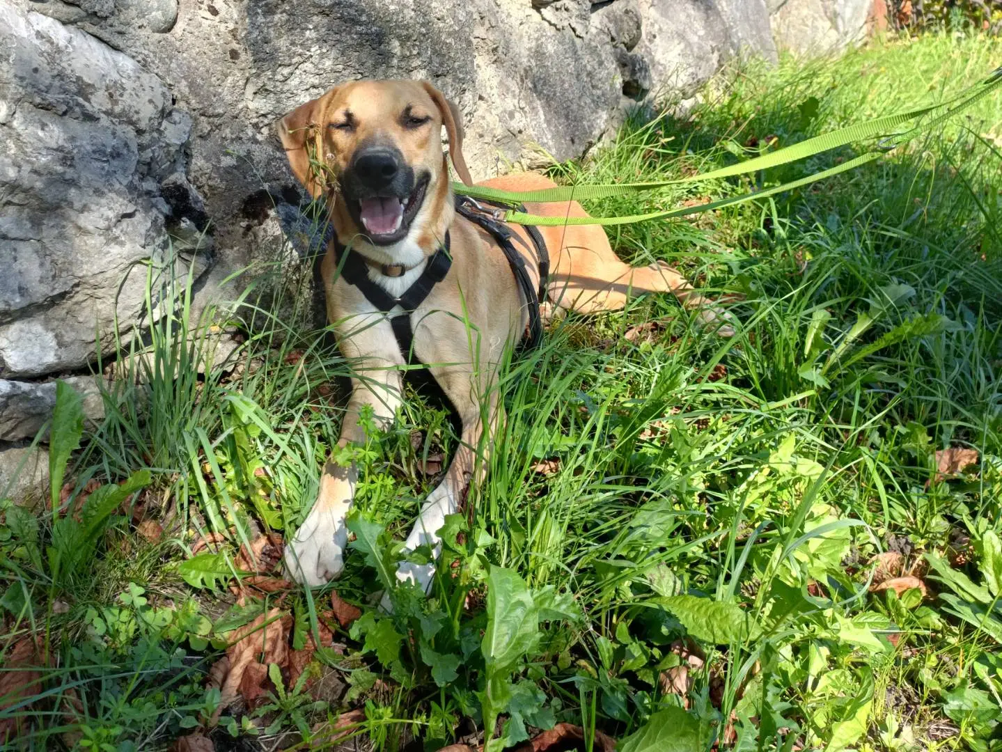 Adotta il cane Franck a Lecco