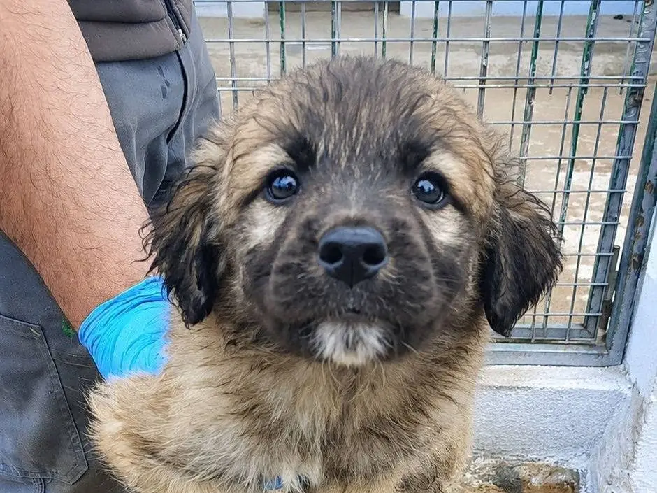 Adozione cane, maschio, Razza sconosciuta Razza sconosciuta, 7 mesi, taglia media, Crotone