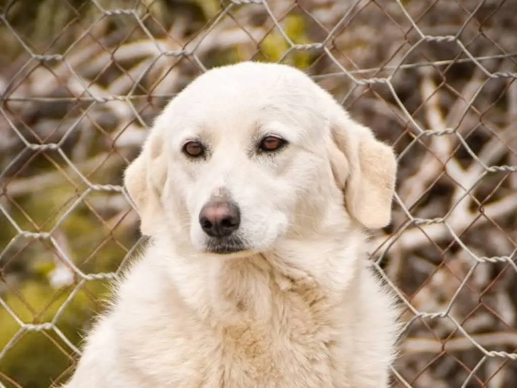 Adotta il cane LANIA a Crotone
