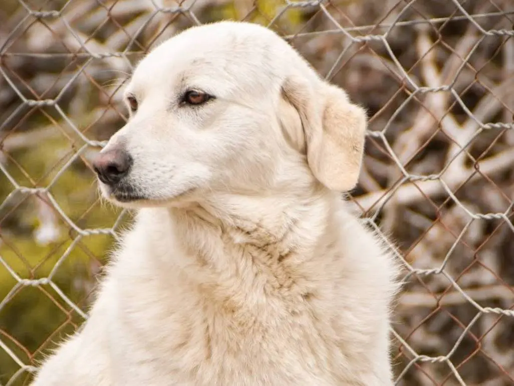 Adotta un cane, femmina, 4 anni e 1 mese, Crotone