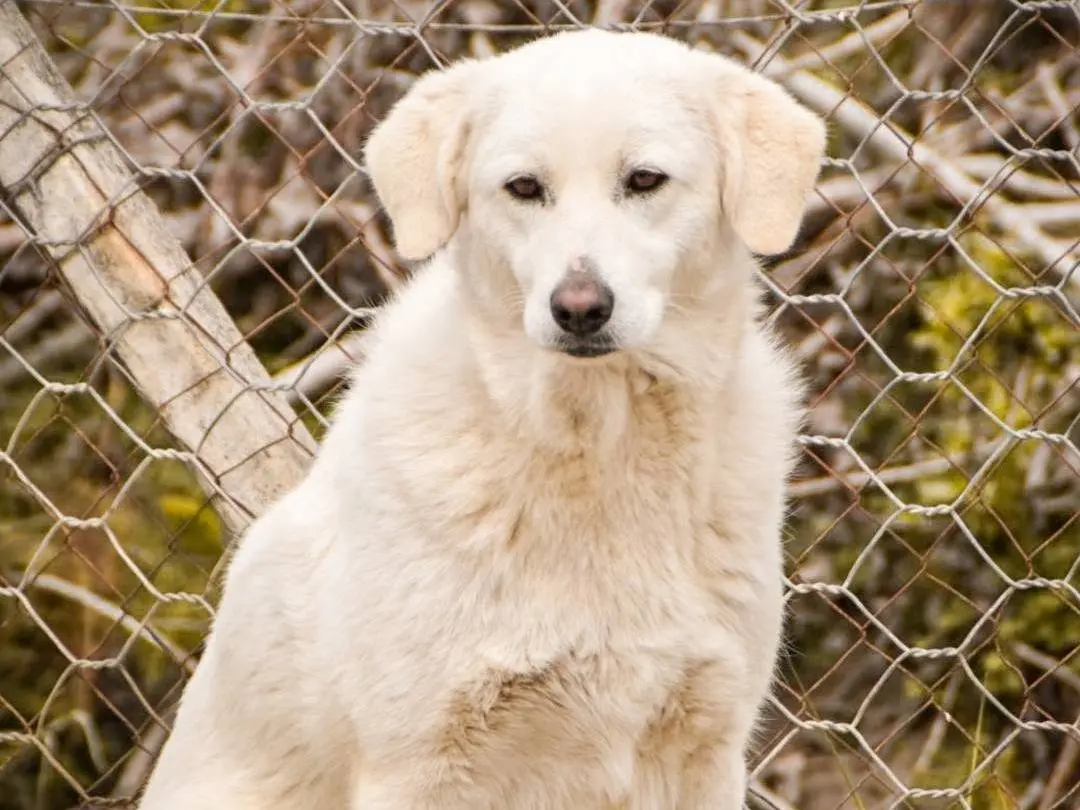 Vuoi adottare un cane a Crotone?
