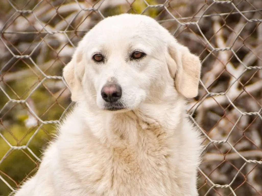 Adozione cane, femmina, Razza sconosciuta Razza sconosciuta, 4 anni e 1 mese, taglia grande, Crotone
