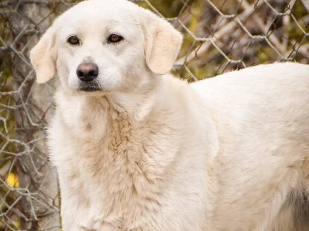 Adotta un cane, taglia grande, femmina, Crotone