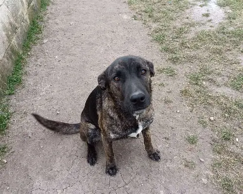 Adozione cane, femmina, American Staffordshire Terrier, 5 anni e 7 mesi, taglia media, Taranto