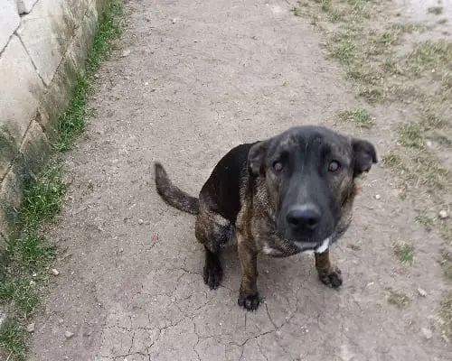 Adotta un cane, femmina, 5 anni e 7 mesi, Taranto