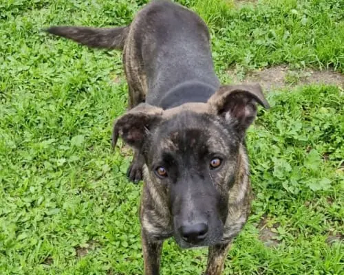 Adotta un cane, taglia media, femmina, Taranto
