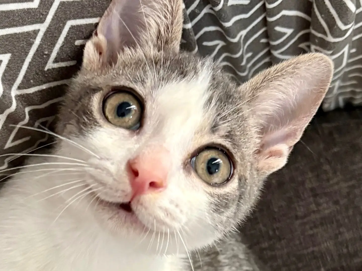 Vuoi adottare un gatto a Sassari?