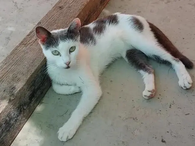 Adozione gatto, femmina, Razza sconosciuta Razza sconosciuta, 3 anni e 8 mesi, taglia non valida, Taranto