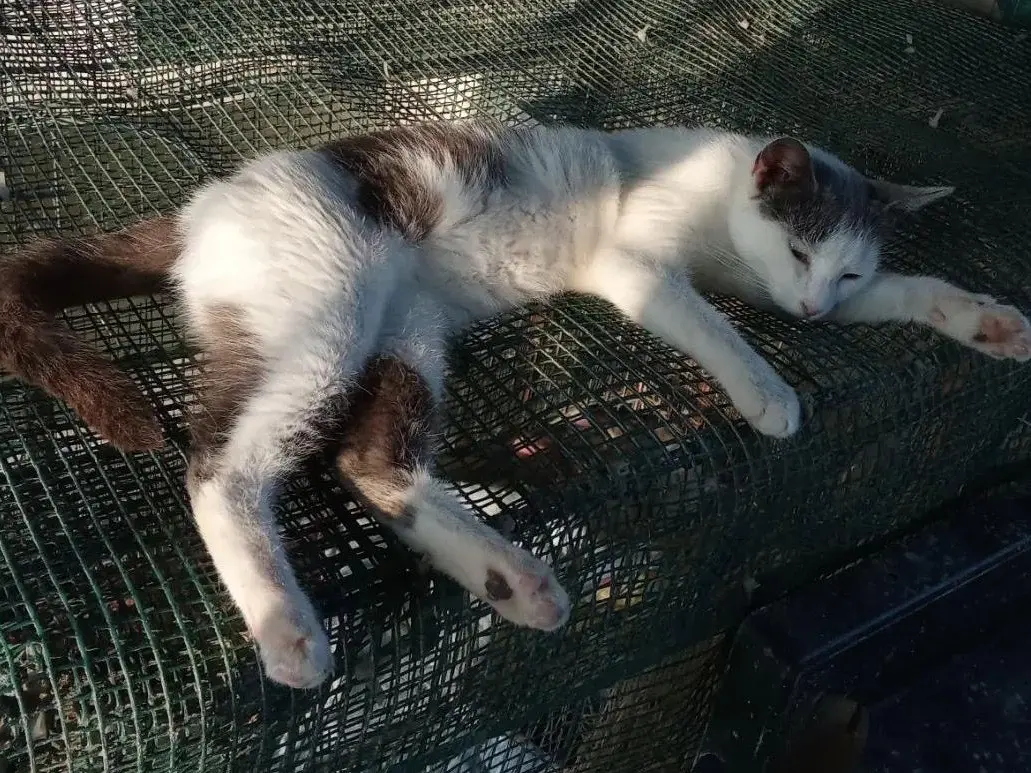 Adotta un gatto, femmina, 3 anni e 8 mesi, Taranto