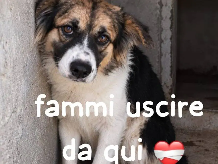 Adozione cane, femmina, Razza sconosciuta Razza sconosciuta, 3 anni e 1 mese, taglia media, Firenze