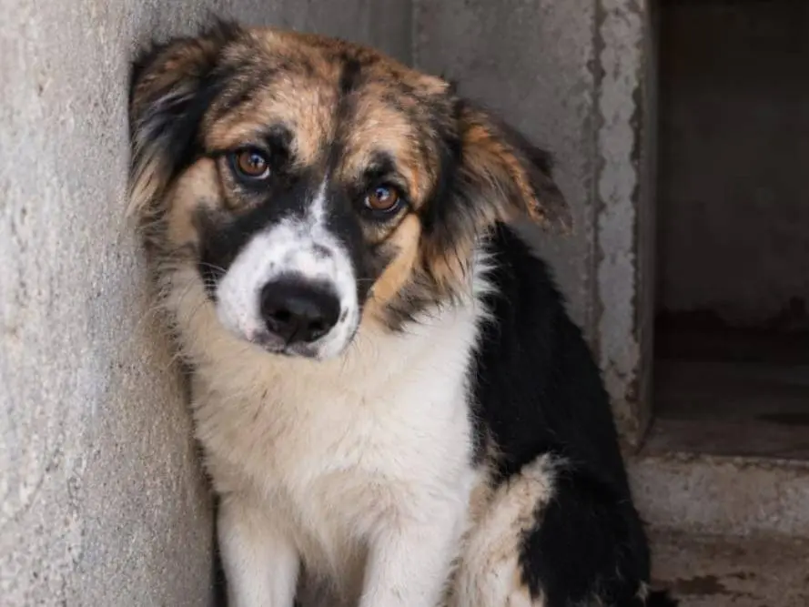 Adotta un cane, femmina, 3 anni e 1 mese, Firenze