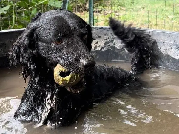 Adotta un cane, maschio, 5 anni e 1 mese, Roma