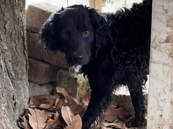 Adotta il cane PONGO a Roma