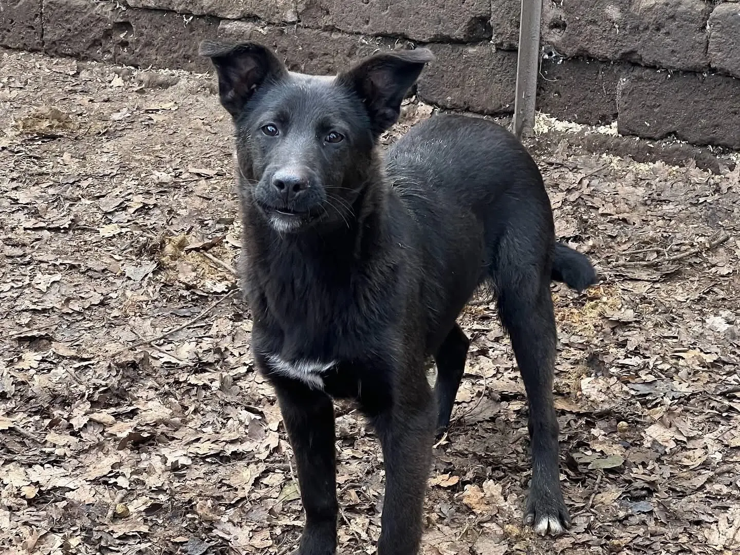 Adozione cane, maschio, Razza sconosciuta Razza sconosciuta, 2 anni e 2 mesi, taglia media contenuta, Roma