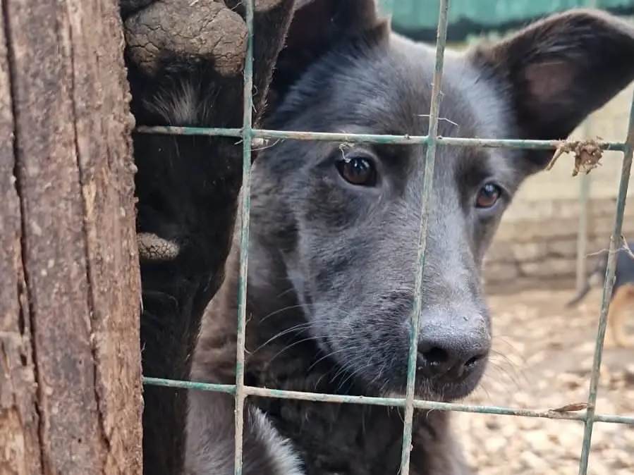 Adotta un cane, maschio, 2 anni e 2 mesi, Roma