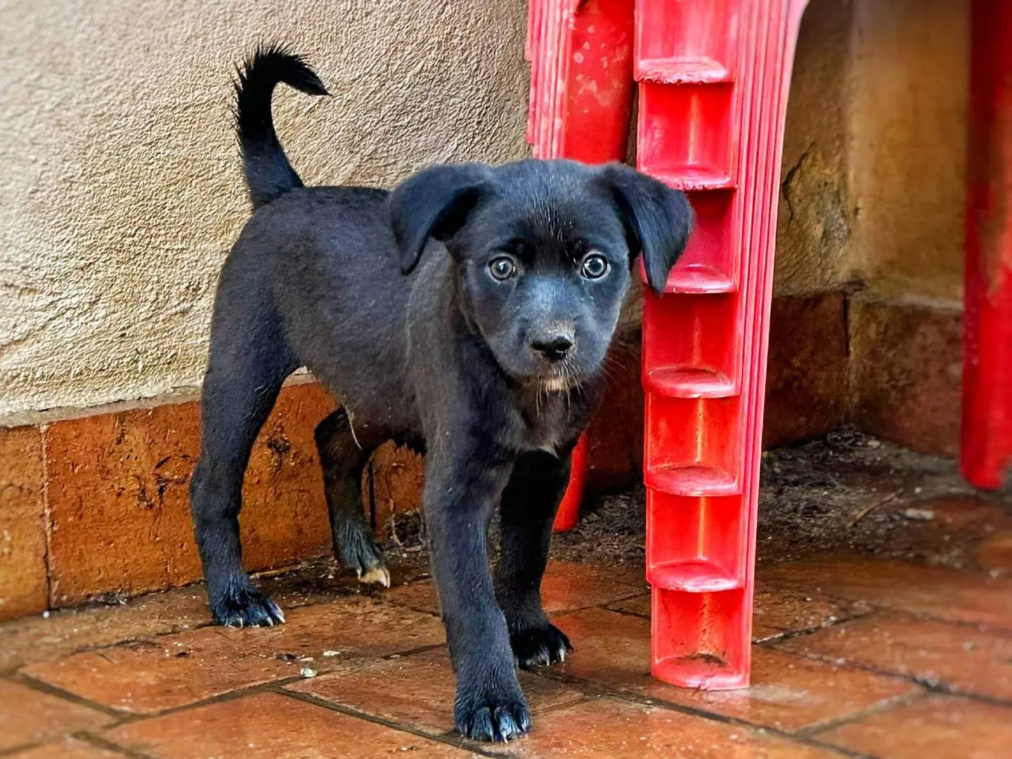 Adotta il cane LUFFY a Crotone