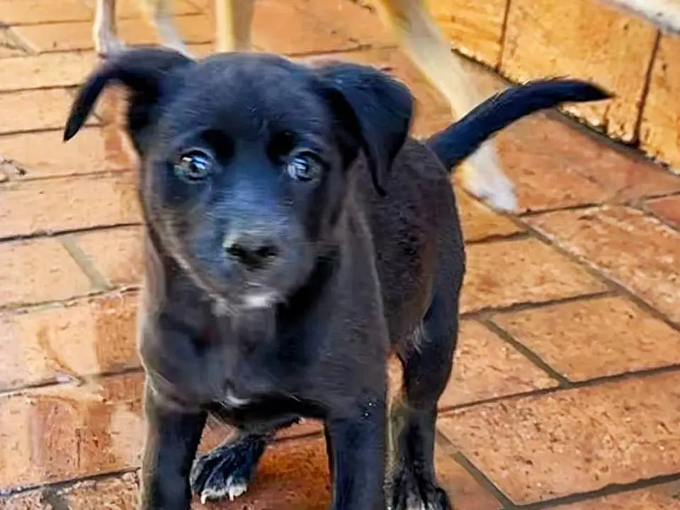 Adotta un cane, maschio, 3 anni, Crotone