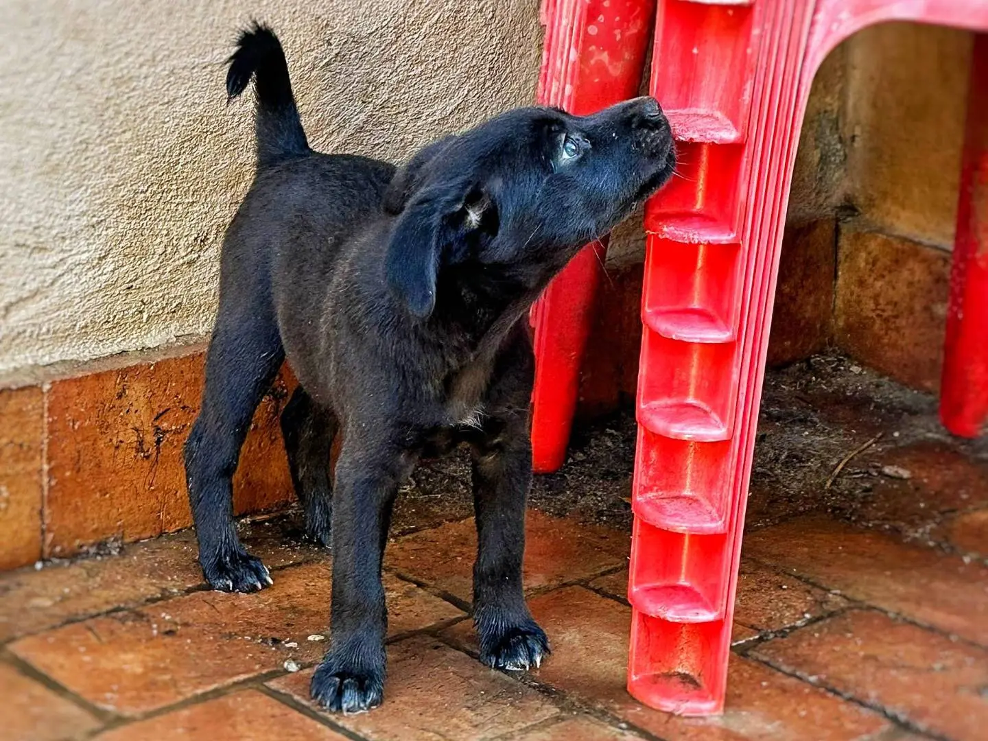Adotta un cane, taglia media contenuta, maschio, Crotone