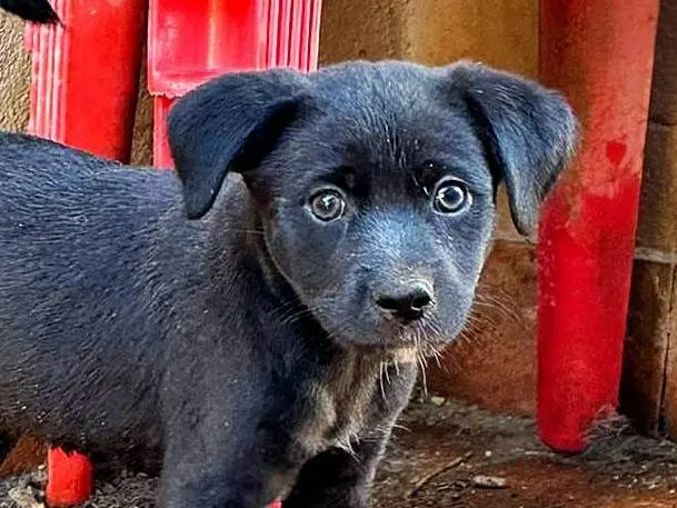 Adozione cane, maschio, meticcio, 3 anni, taglia media contenuta, Crotone
