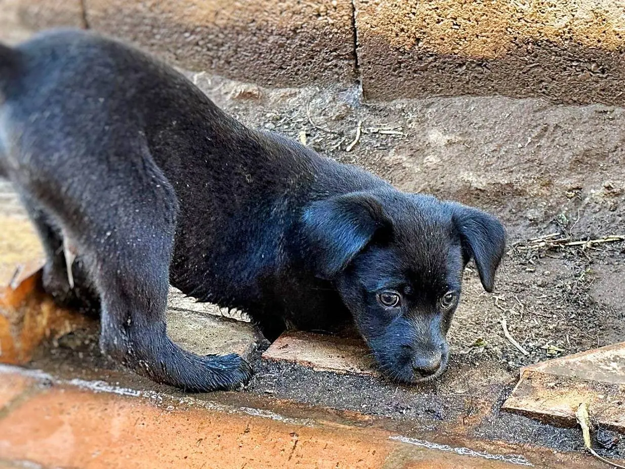 Vuoi adottare un cane a Crotone?