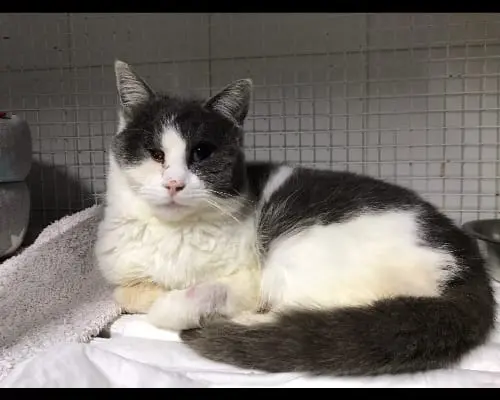 Adozione gatto, maschio, meticcio, 4 anni e 9 mesi, taglia non valida, Roma