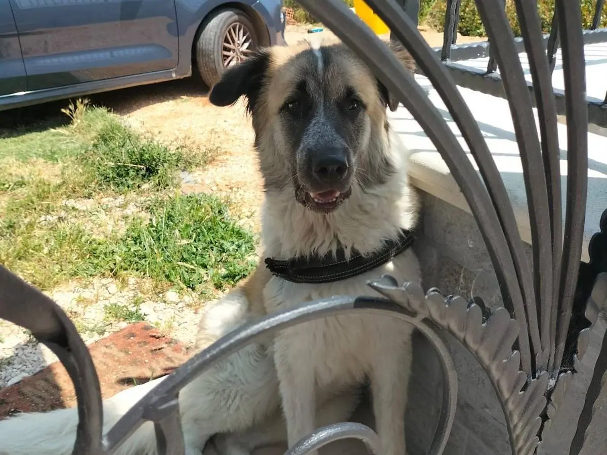 Adotta un cane, maschio, 2 anni e 8 mesi, Chieti